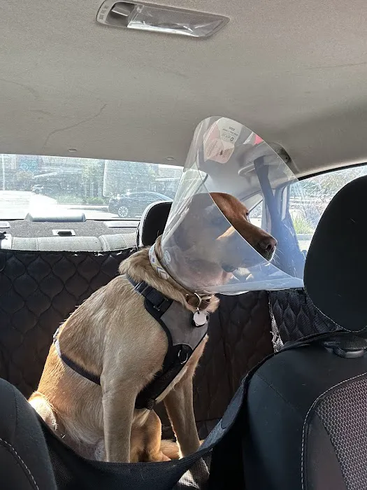 San Diego Affordable Spay and Neuter Clinic 1