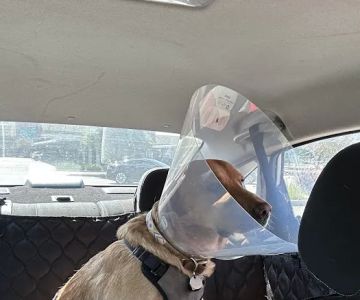 San Diego Affordable Spay and Neuter Clinic