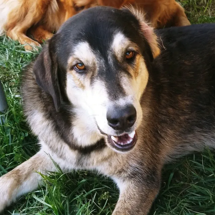 San Diego Affordable Spay and Neuter Clinic 8