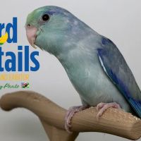 Bird Details by Paulo ico