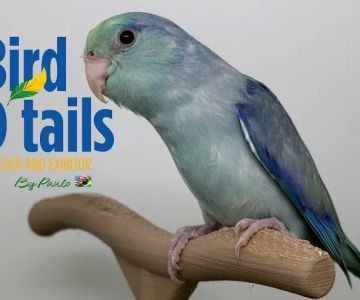 Bird Details by Paulo