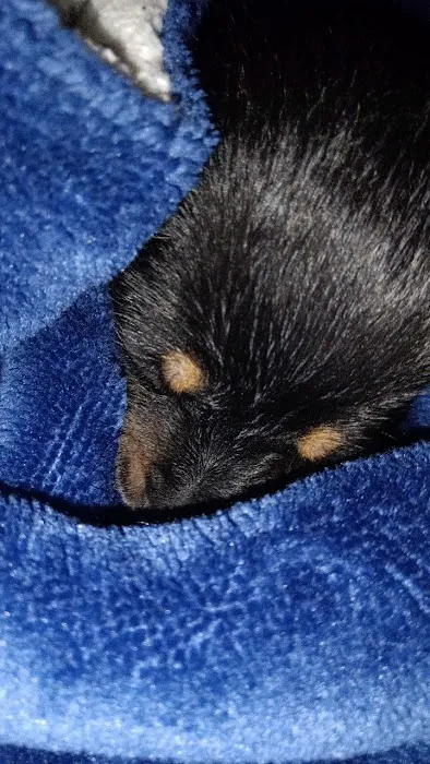 Parkway Pet Clinic 1