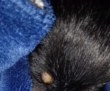 Parkway Pet Clinic