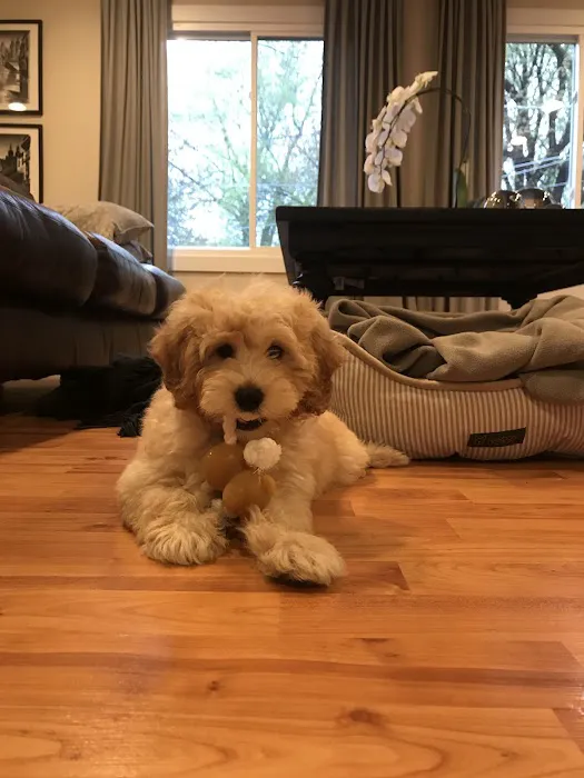 Pocket Puppies 10