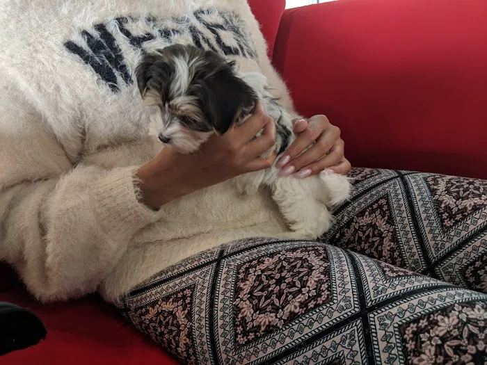Pocket Puppies 5