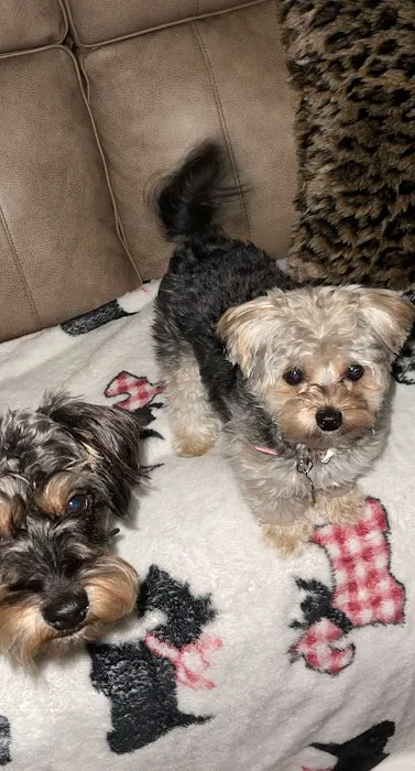 Pocket Puppies 1