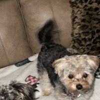 Pocket Puppies ico