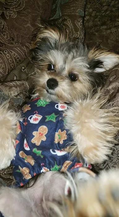 Pocket Puppies 2