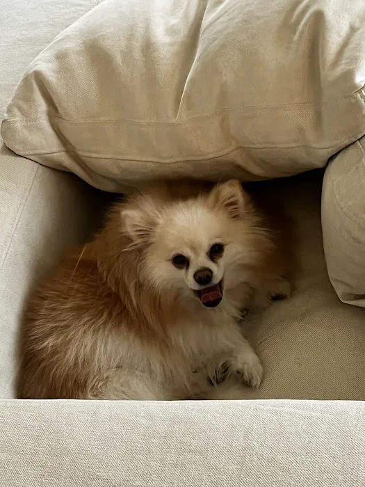 Pocket Puppies 6
