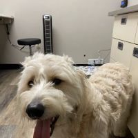 The Animal Hospital of Linden ico