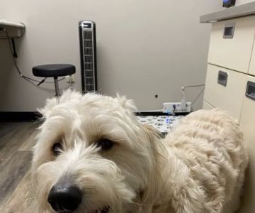 The Animal Hospital of Linden