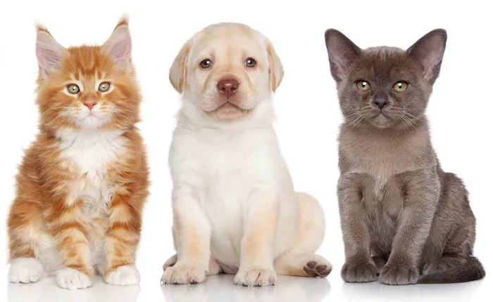 Fredon Animal Hospital 1
