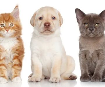 Fredon Animal Hospital