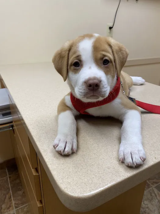 Fredon Animal Hospital 7