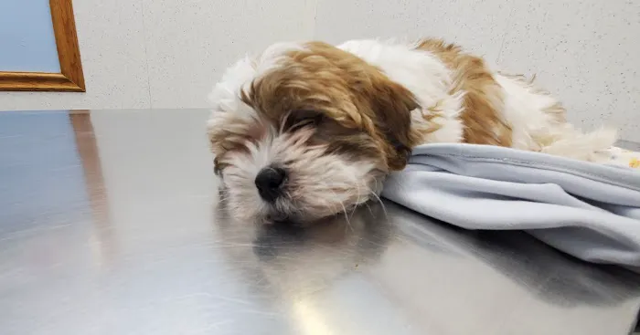 Bayonne Veterinary Medical 2