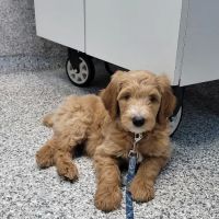 Bayonne Veterinary Medical ico