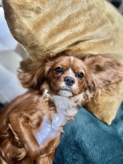 Banfield Pet Hospital 8
