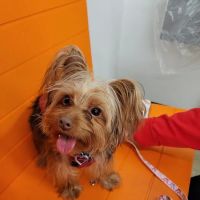 Banfield Pet Hospital ico