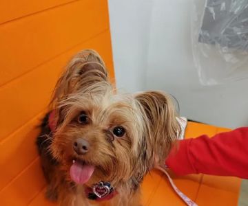 Banfield Pet Hospital