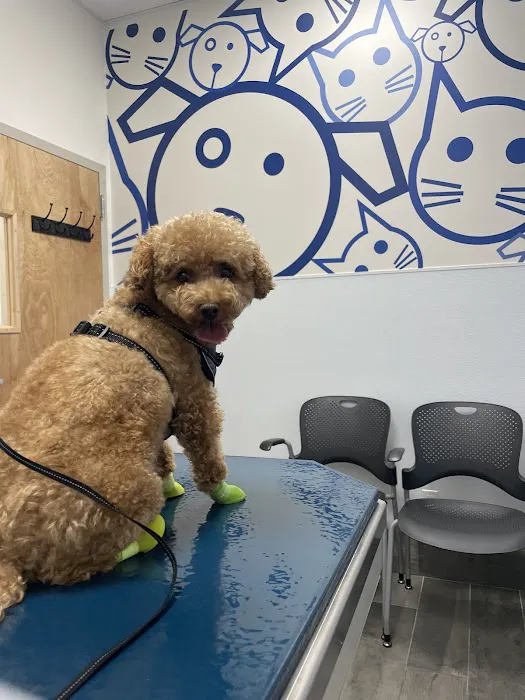 Pleasant Plains Animal Hospital North 9