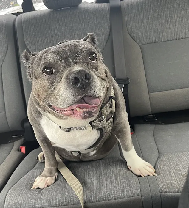 Pleasant Plains Animal Hospital North 5