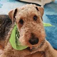 Aadobe Animal Hospital ico