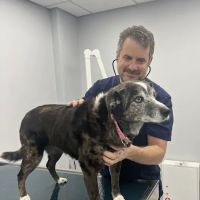 Nyack Neighborhood Veterinary ico