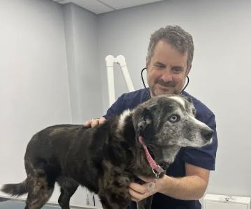 Nyack Neighborhood Veterinary
