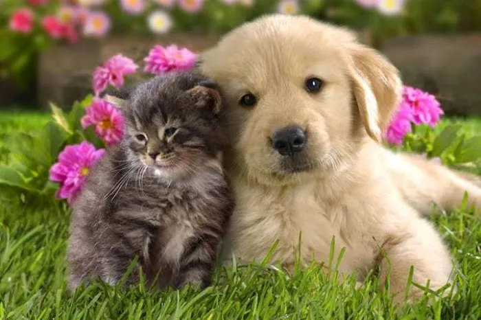 Valley Cottage Animal Hospital 7
