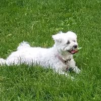 Valley Cottage Animal Hospital ico