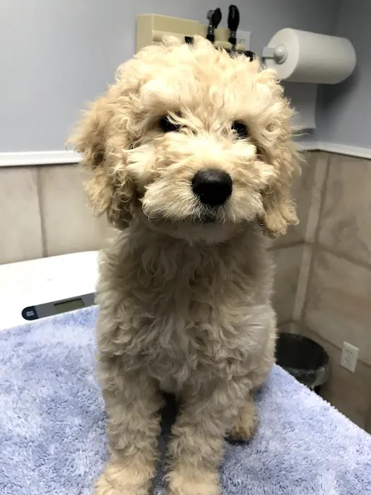 Sleepy Hollow Animal Hospital 3