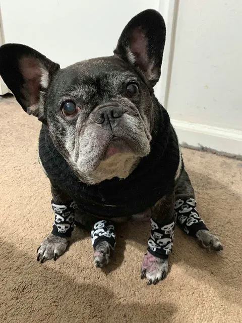Sleepy Hollow Animal Hospital 6