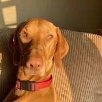 All Creatures Great and Small ico