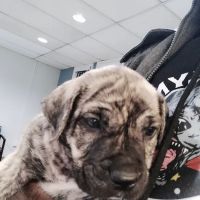 Rockland Veterinary Care - Pomona ico