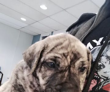 Rockland Veterinary Care - Pomona