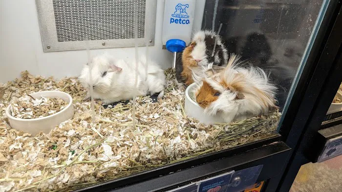 Petco 1