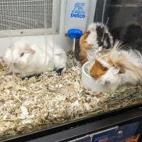 Petco ico