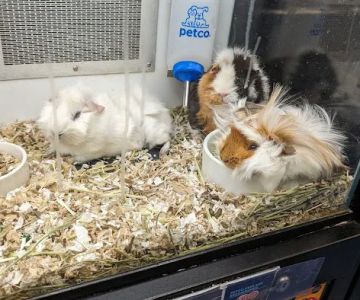 Petco
