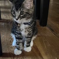 The Animal Rights Alliance Inc. (T.A.R.A.) ico