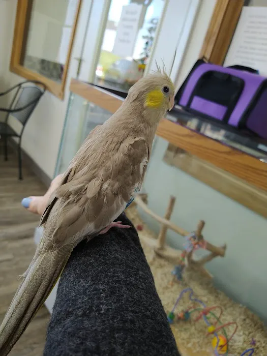 Wholesale Bird And Cage 7