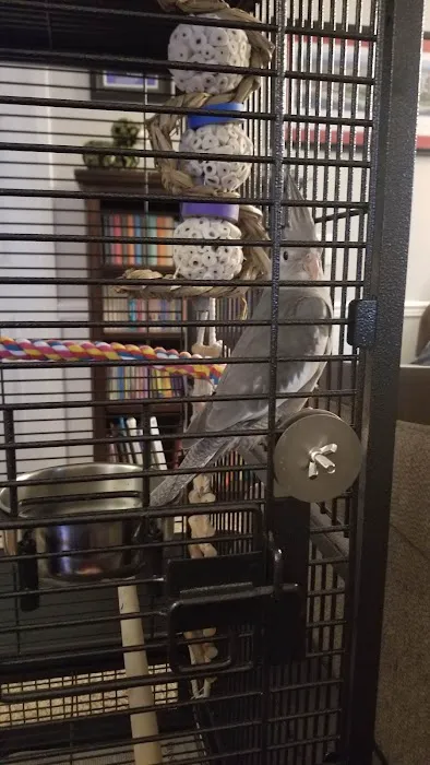 Wholesale Bird And Cage 1