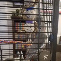 Wholesale Bird And Cage ico