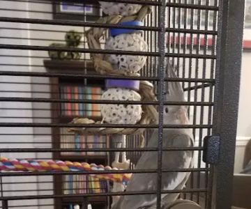 Wholesale Bird And Cage