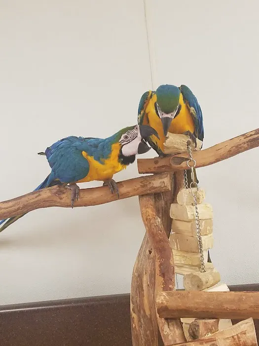 Wholesale Bird And Cage 2