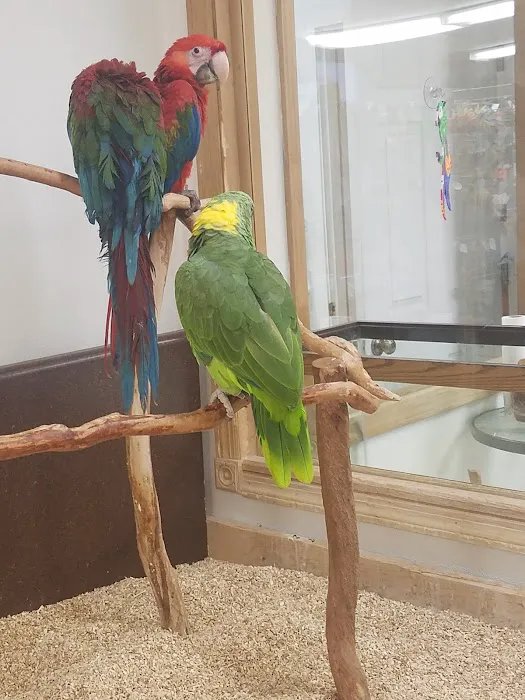 Wholesale Bird And Cage 4