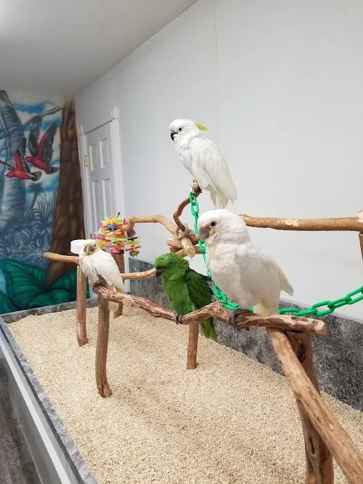 Wholesale Bird And Cage 10