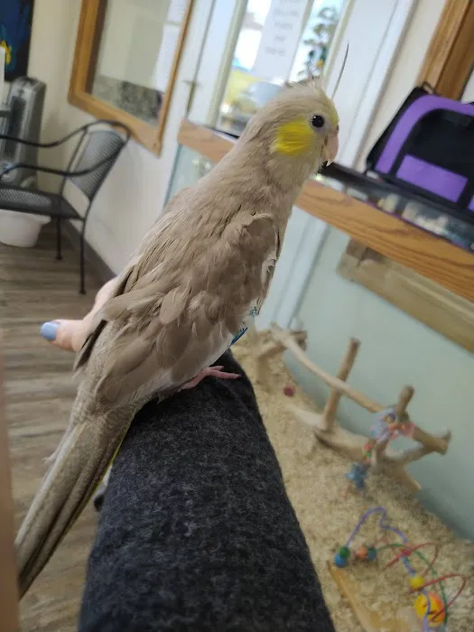Wholesale Bird And Cage 3