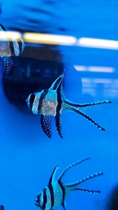 Petco 4
