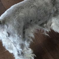 Petco ico