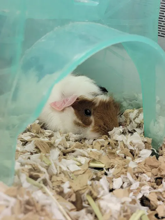 Petco 7